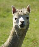 Alpaca